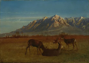 Cerfs dans la montagne